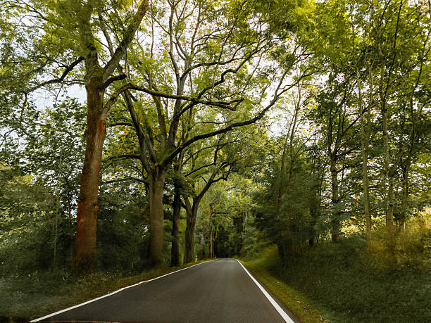 Scenic road lined with towering trees, showcasing vibrant green leaves and a peaceful atmosphere, inviting exploration and adventure