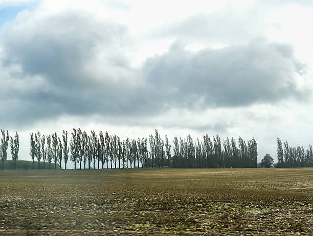 Expansive autumn landscape featuring tall trees swaying in the wind, under a moody cloudy sky, with open fields providing ample copy space