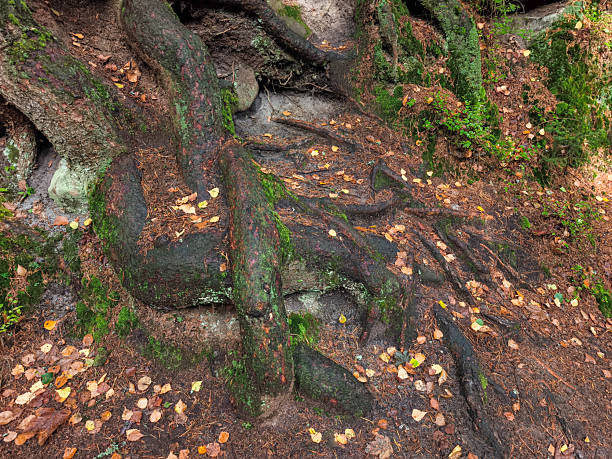 Gnarled tree roots emerge from the earth, intertwined with fallen autumn leaves, showcasing nature's intricate patterns and textures in Teplice Nad Metuji, Czech Republic, Adrspach