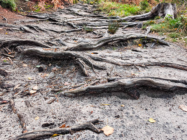 Exposed tree roots create a natural pathway in the forest, surrounded by fallen leaves and earthy textures, showcasing autumn's beauty in Teplice Nad Metuji, Czech Republic, Adrspach