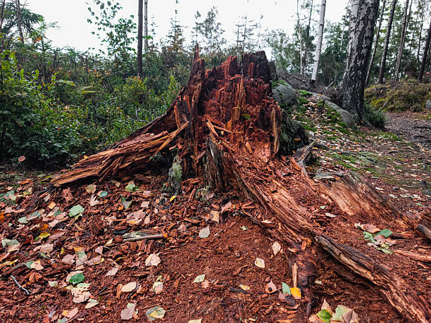A large fallen tree stump is surrounded by colorful autumn leaves, showcasing the beauty of nature in a tranquil forest environment in Teplice Nad Metuji, Czech Republic, Adrspach