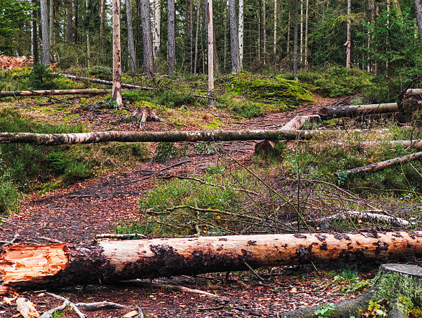 istock Fallen logs on forest path surrounded by autumn foliage and trees in October landscape 2241580317