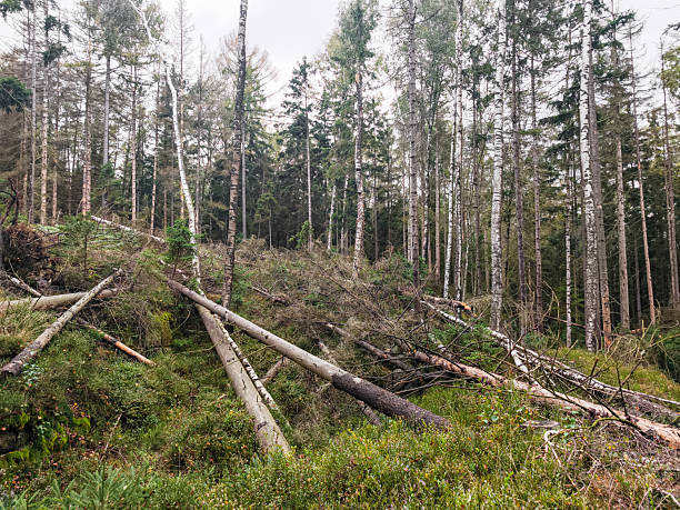 Fallen trees create a natural landscape in a dense forest, highlighting the beauty of autumn and the cycle of life in Teplice Nad Metuji, Czech Republic, Adrspach