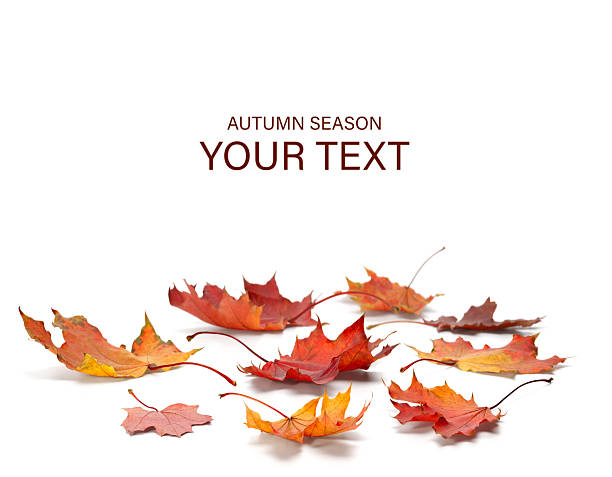autumn season concept, maple leaf isolated on white background