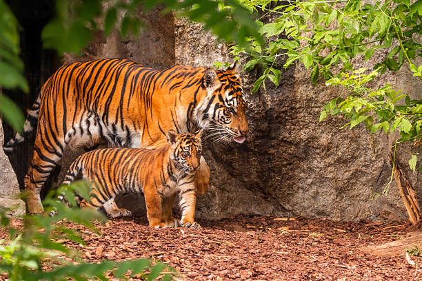 istock Sumatran tiger family with two little cubs 2241583478