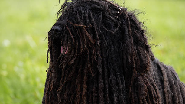 Close-up portrait of a Puli dog with a distinctive corded black coat sitting on green grass. The photo highlights the breed s unique texture and natural appearance, suitable for illustrating pet care, grooming, dog breeds, and outdoor animal themes.