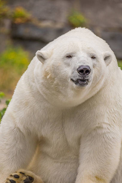istock Polar bear resting on rocky terrain with lush background showcasing beauty 2241584243