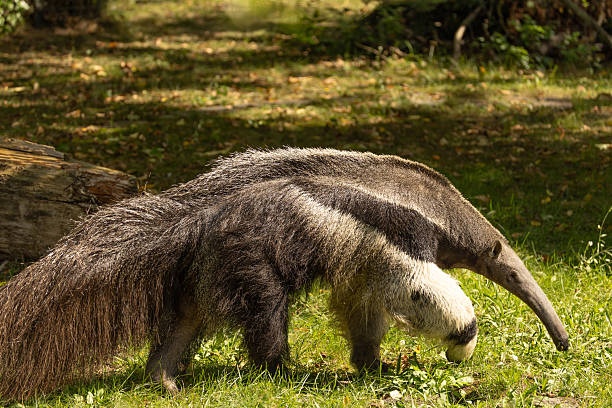 istock Anteater foraging in lush green grass under natural sunlight 2241584373