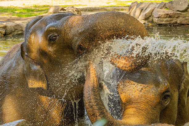 Young Indian Elephant in the water