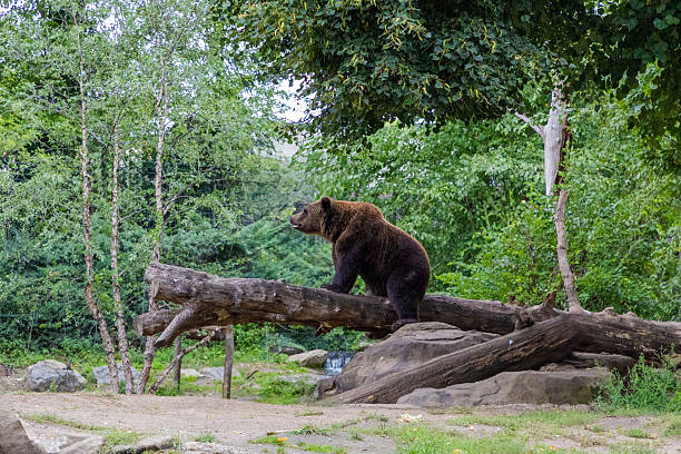 A wild bear sitting on a branch of bare tree. Nature reserve protecting animals of Ukraine. Save the planet on Earth day. Powerful predator with dark brown fur overlooking its territory.