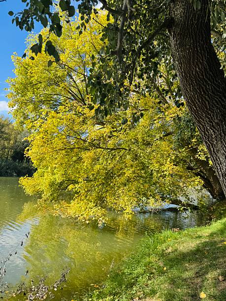 istock Peaceful River Ter Flowing Through Lush Forest in Girona, Spain 2241584658