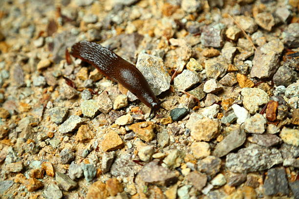 Arion vulgaris terrestrial slug on rocky ground. This image shows a brown Arion vulgaris slug navigating across a rough terrain of gravel and small rocks. The slug's moist body is clearly visible with well-defined textures and glossy surface as it glides slowly forward. Arion vulgaris commonly known as the Spanish slug is a widespread invasive species in Europe and can significantly impact local ecosystems. The detailed macro view captures both the biology of the gastropod and the environmental texture of its habitat.