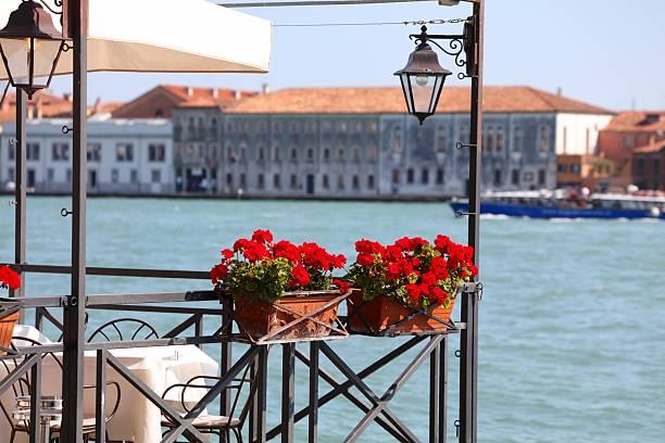 istock Red zonal pelargonium in Venice, Italy 2241588758