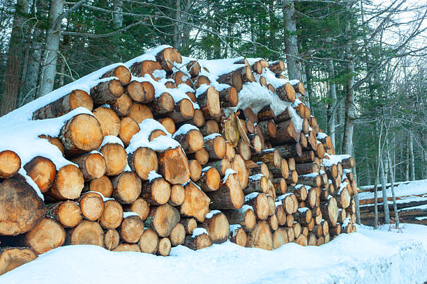 Fresh-cut logs with bark removed stacked high and dusted with snow, exposing raw wood texture against a cold winter backdrop in a quiet forest setting