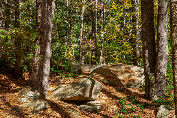istock toch of autumn at willard brookstate forest 2241593889