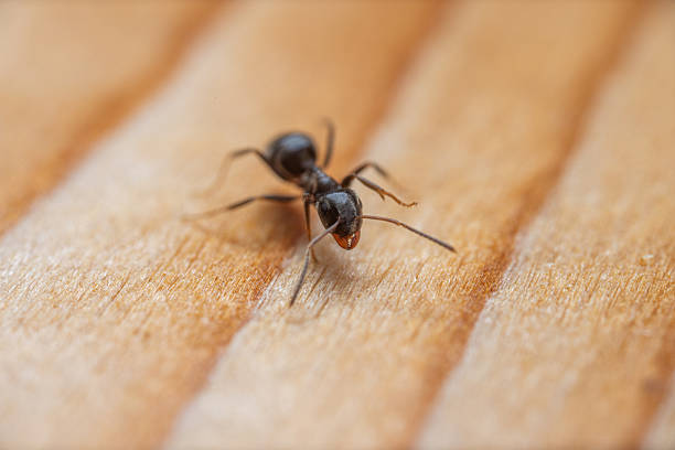 A detailed close-up of a small black ant traversing a textured wooden surface. Captured in macro detail, this image highlights delicate legs and antennae, with natural wood patterns ideal for nature or science concepts.