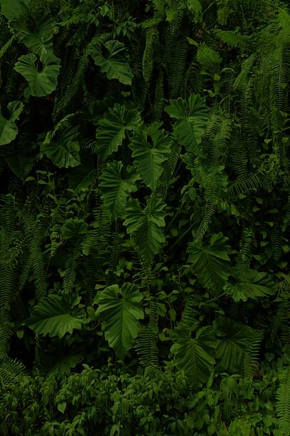 Dark flora plant background from Singapore