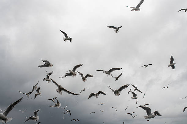 A dynamic scene of numerous seagulls soaring and gliding against a moody, overcast sky. The flock creates movement and energy, evoking freedom, nature, and coastal winds.