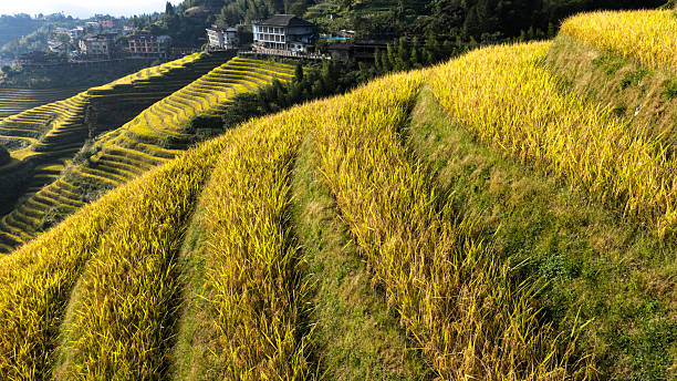 A serene morning view of golden terraced rice fields bathed in soft sunlight. The golden crops shimmer in the gentle mist, with a quiet mountain village in the distance. Perfect for nature landscapes, autumn harvest themes, travel promotions, rural lifestyle, and eco-friendly visual projects.
