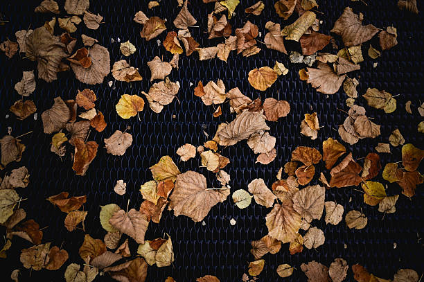 Beautiful shot of fallen autumn leaves with raindrops on a wooden deck with sunray on golden hour