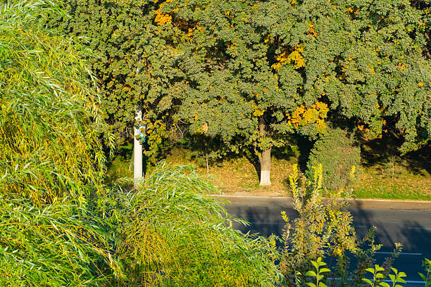 Sunny autumn day with green and yellow trees near the road. Natural foliage with warm light and shadows in the city park