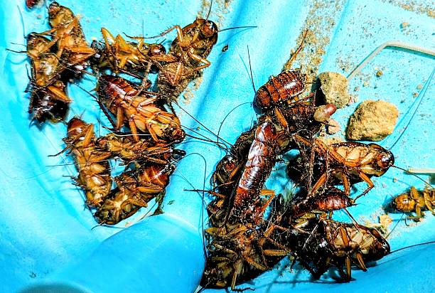 istock Many cockroaches collected after pest control 2241597847