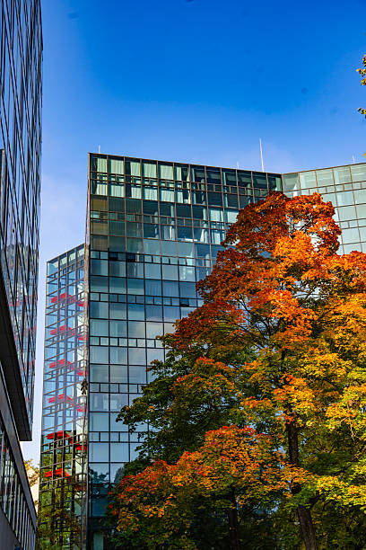 Yellow trees in front of modern buildings