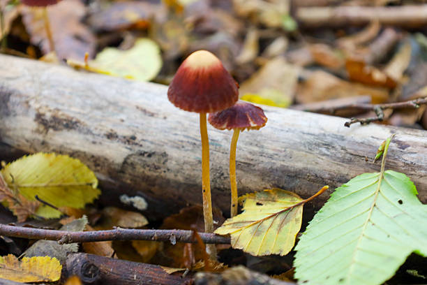 istock The macro shot displays two tiny mushrooms with thin orange stems and dark reddish-brown bell-shaped caps, growing near a fallen light-colored branch. 2241600777