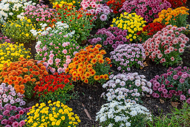 A beautiful variety of potted mums for sale. Shot with a Canon 5D Mark IV.