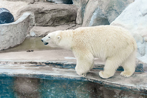 istock Polar white bear at the zoo 2241602913