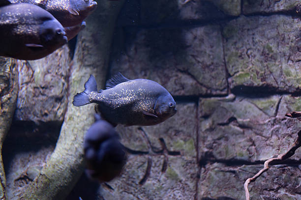 istock Silver skinned piranha fish in aquarium on dark background. Predator fish 2241603175