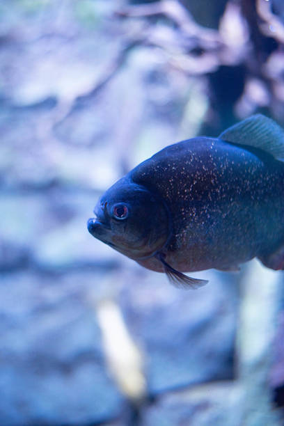 istock Silver skinned piranha fish in aquarium on dark background. Predator fish 2241603444