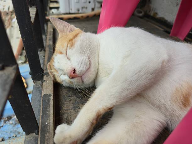 Isolated images of serene cats lounging in various poses. Perfect for pet-related designs, animal lover illustrations, and cozy graphics.