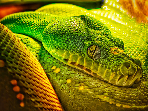 Australian Green Tree Snake (Dendrelaphis punctulatus) in close-up view. Non-venomous species. Resting and motionless on a tree branch.