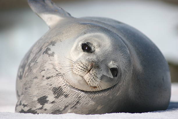 A close-up, horizontal portrait of a Weddell seal (or similar species) lying on a pristine white ice floe under bright sunlight in Antarctica. The seal is captured in a serene, peaceful state, with its dark eyes and whiskers visible, conveying a sense of quiet nature and solitude. This image is ideal for themes related to wildlife, polar environments, conservation, climate change, adventure travel, or simply capturing the beauty and calm of the Antarctic wilderness.