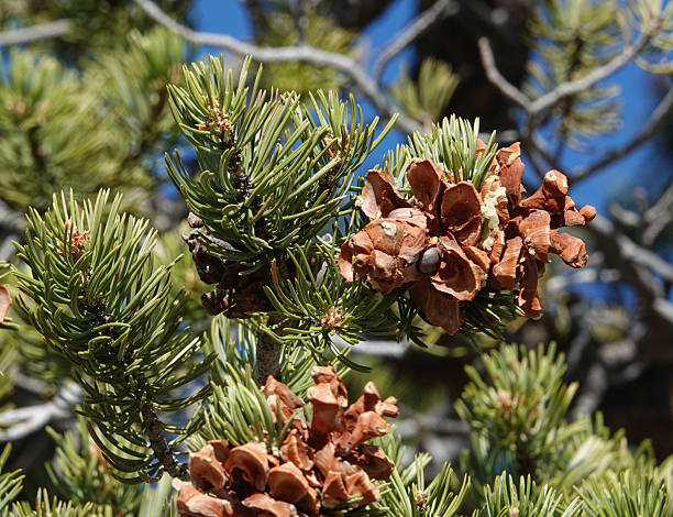 istock Close up of pinion cones on the tree 2241612342