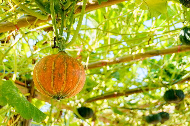 Little orange pumpkin growing on a vine in garden, selective focus.