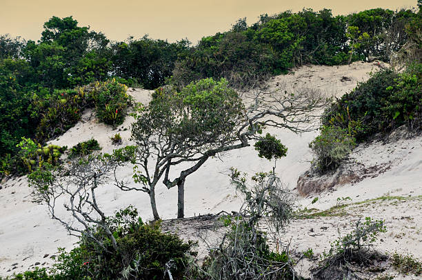 Patara beach where turtles hatch