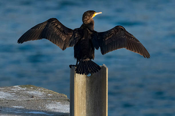 istock Cormorant drying out in early morning sunshine 2241613644