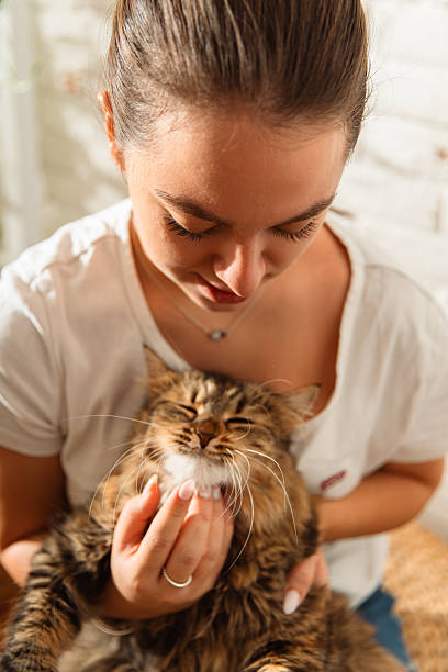 istock Woman gently petting her relaxed cat indoors 2241614220