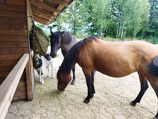 Horses and a goat enjoy hay in peaceful surroundings.