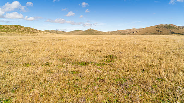 istock Grasslands covered with straw in the Ecuadorian Andes. 2241615571