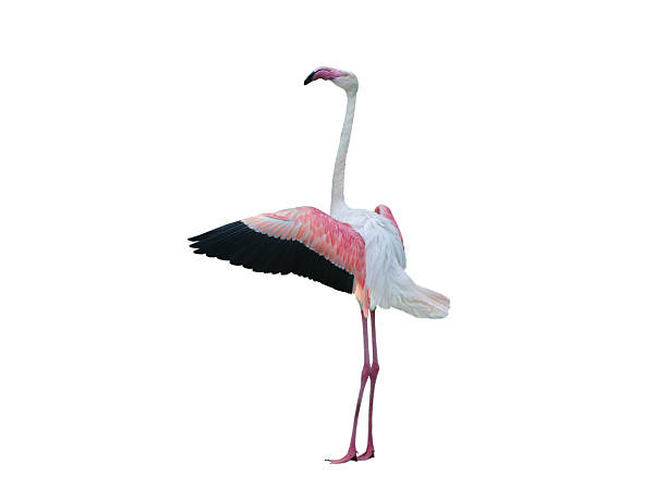 istock Pink flamingo with spread wings isolated on white background 2241616659