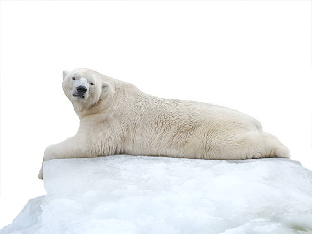 istock polar bear lying on ice floe isolated on white background 2241616854
