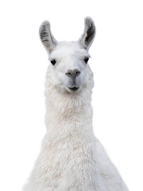 A friendly llama stands still, welcoming guests at a sanctuary.