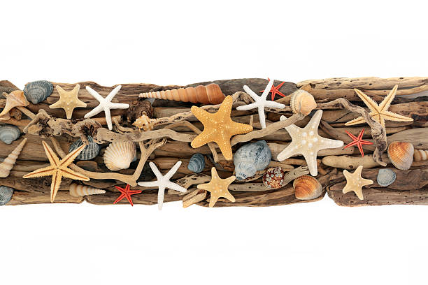 Seashell driftwood art rustic natural design background banner on white. Seaside shell and weathered wood natural design. Coastal decor decoration.