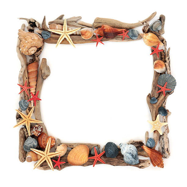 istock Driftwood Seashell Rustic Natural Wooden Frame Decoration 2241618083
