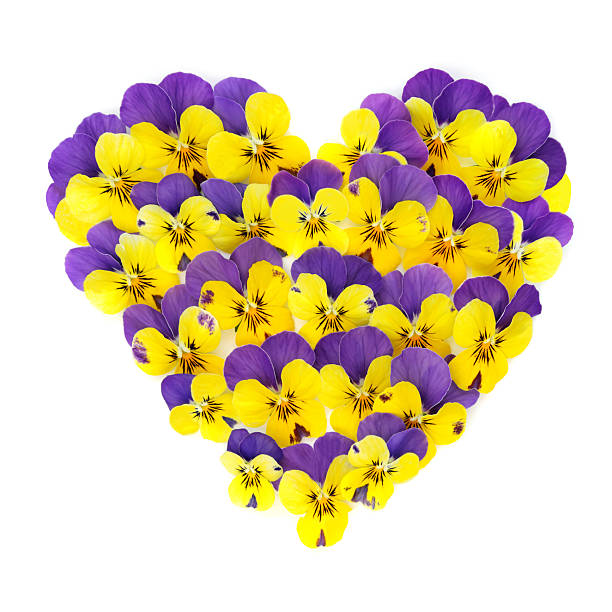 istock Romantic Pansy Flower Heart Shape Wreath Decoration 2241618173