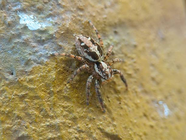 istock Spider macro details close up photo 2241618188