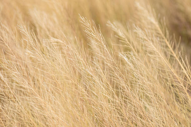 istock Yellow grass background, blurred focus,Abstract blurred grass background. Selective focus used. 2241618395